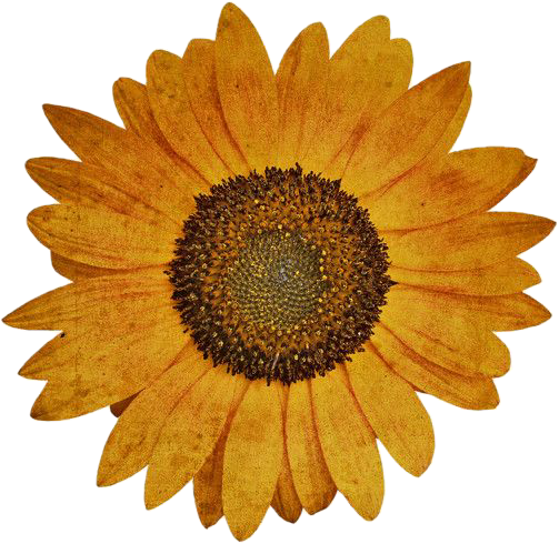 Girasol